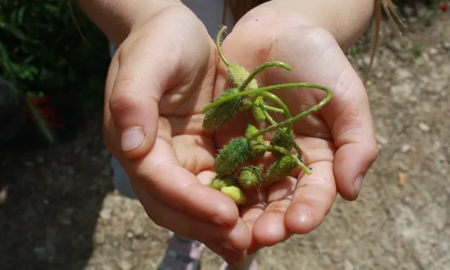 foto: Associació Naturalistes de Girona