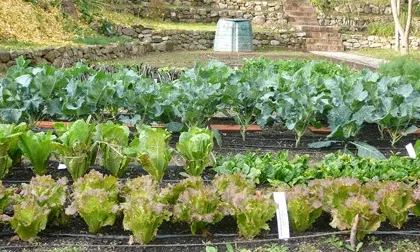 Hort de la masia del Jardí Botànic (foto: amicsjbb)