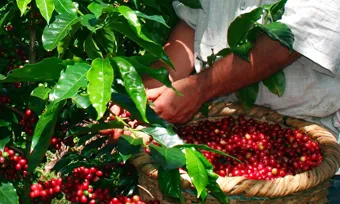 Alternativa3 és una cooperativa importadora, elaboradora i distribuïdora de prod