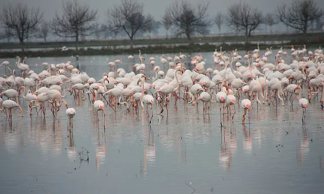 Delta de l'Ebre (foto: flickr (josep torta)