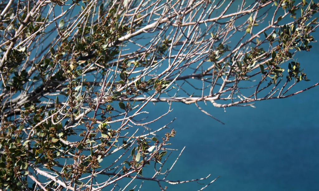 Fulles d'un arbre i el mar de fons. Biodiversitat_la veu de Nanuk_Flickr Fulles d'un arbre i el mar de fons. Biodiversitat_la veu de Nanuk_Flickr