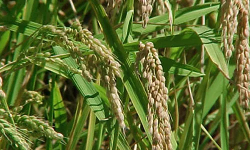 Sobirania alimentària vs seguretat alimentària