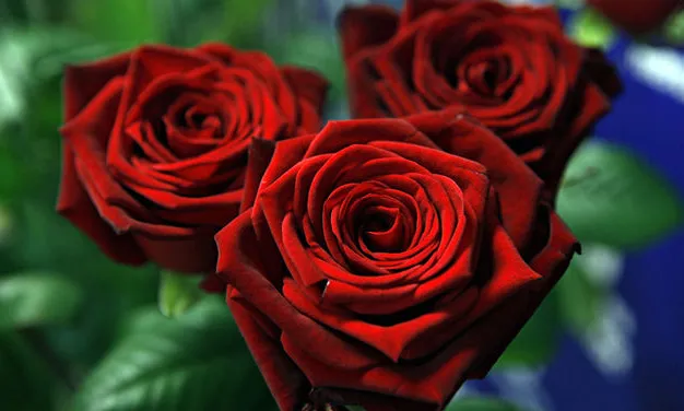 Roses Mercaflor, foto de Manolo García Araima