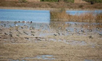 Delta del Llobregat