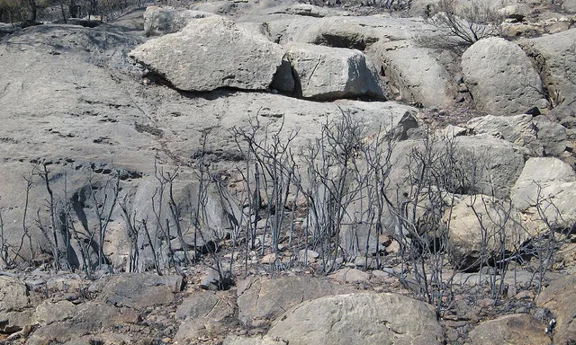 Bosc cremat. Paisatge desolador arrel d'un incendi_Josep Lluís Ruiz_Flickr