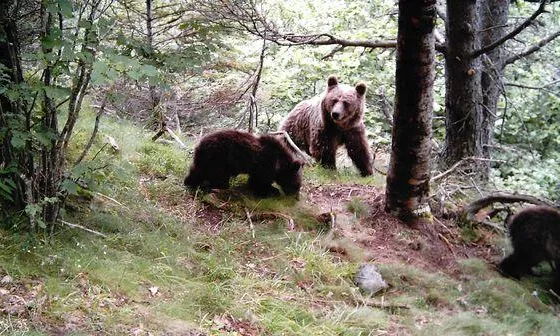 Mare ossa amb els seus cadells (foto: Parc Natural de l'Alt Pirineu)