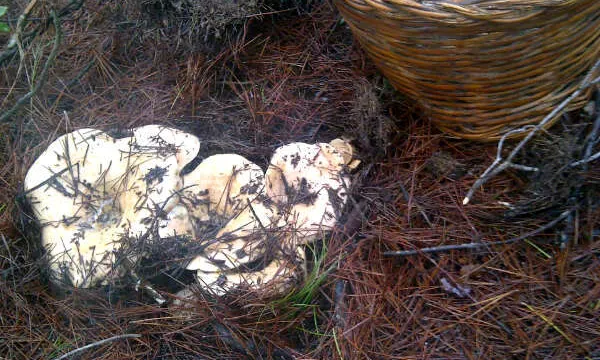 Cistella de rovellons, trobats a Mediona, Alt Penedès