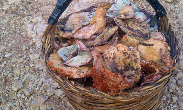 Cistella de rovellons, trobats a Mediona, Alt Penedès