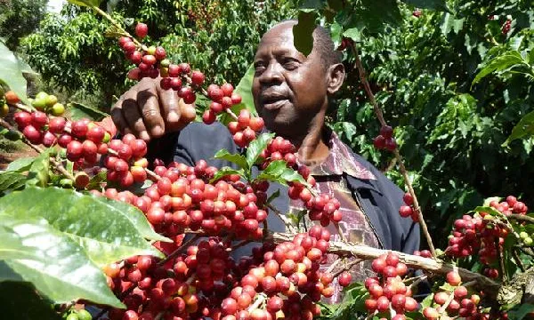 Productor de Comerç Just. Foto de Fairtrade