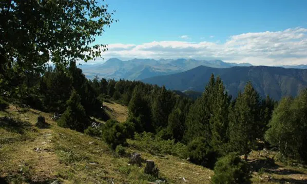 Bosc de muntanya del Pallars (foto: PBM)