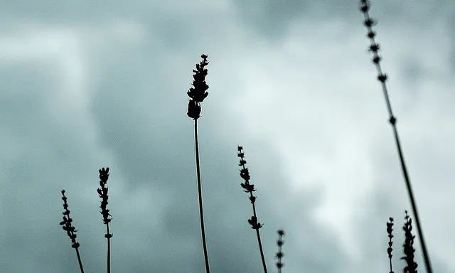 Sensibilitzar_kodakhrome_Flickr