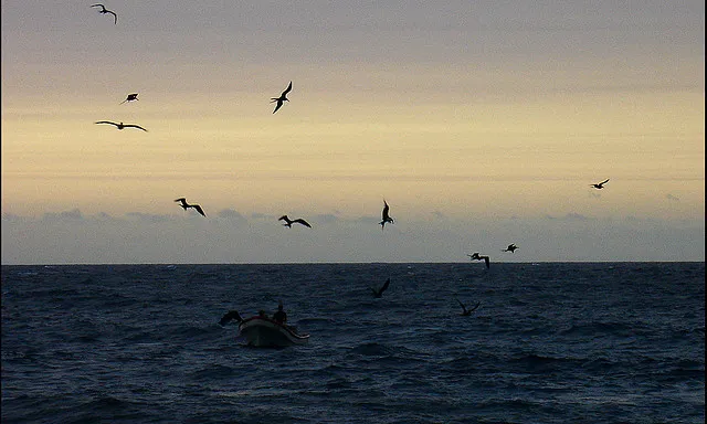 Ocells volant sobre el mar. Fronteres_Emi ♫_Flickr Ocells volant sobre el mar. Fronteres_Emi ♫_Flickr