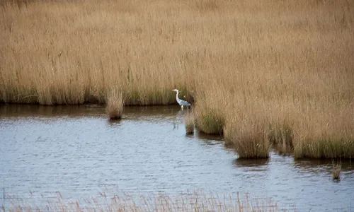 Delta de l'Ebre (imatge: flickr, manelzaera)