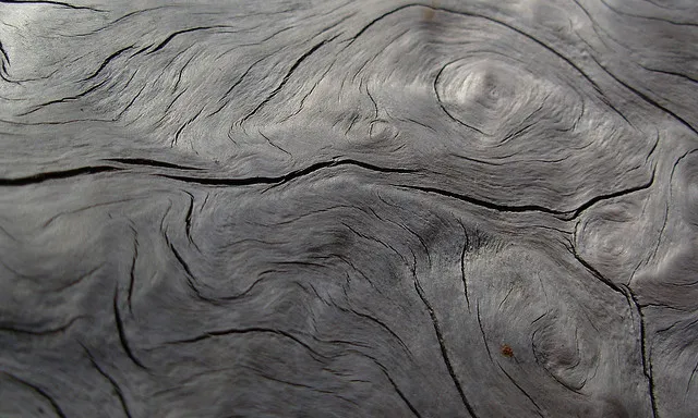 Remolí. Font: gonzalo_ar (flickr)