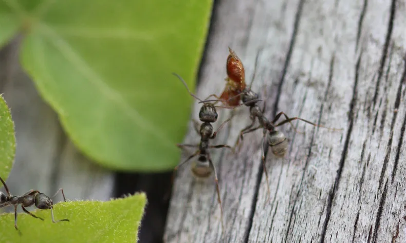 Teamwork. Font: Luigi Mengato (Flickr)