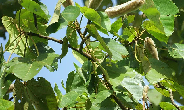 Innovació Tecnològica Agroalimentària_barloventomagico_Flickr