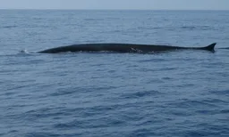 Rorqual comú del Mediterrani (imatge: Associació Cetàcia)