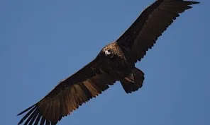 El voltor negre torna a volar al Prepirineu