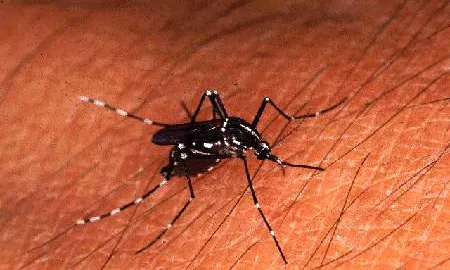 Mo-buzz s'ha creat per combatre el dengue