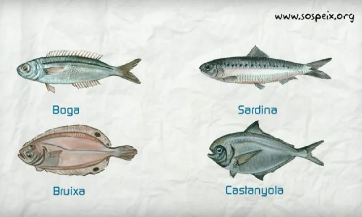 Boga, sardina, bruixa i castanyola, algunes de les espècies recomanades