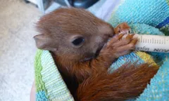 (imatge: Centre de Fauna Salvatge dels Aiguamolls de l'Empordà)