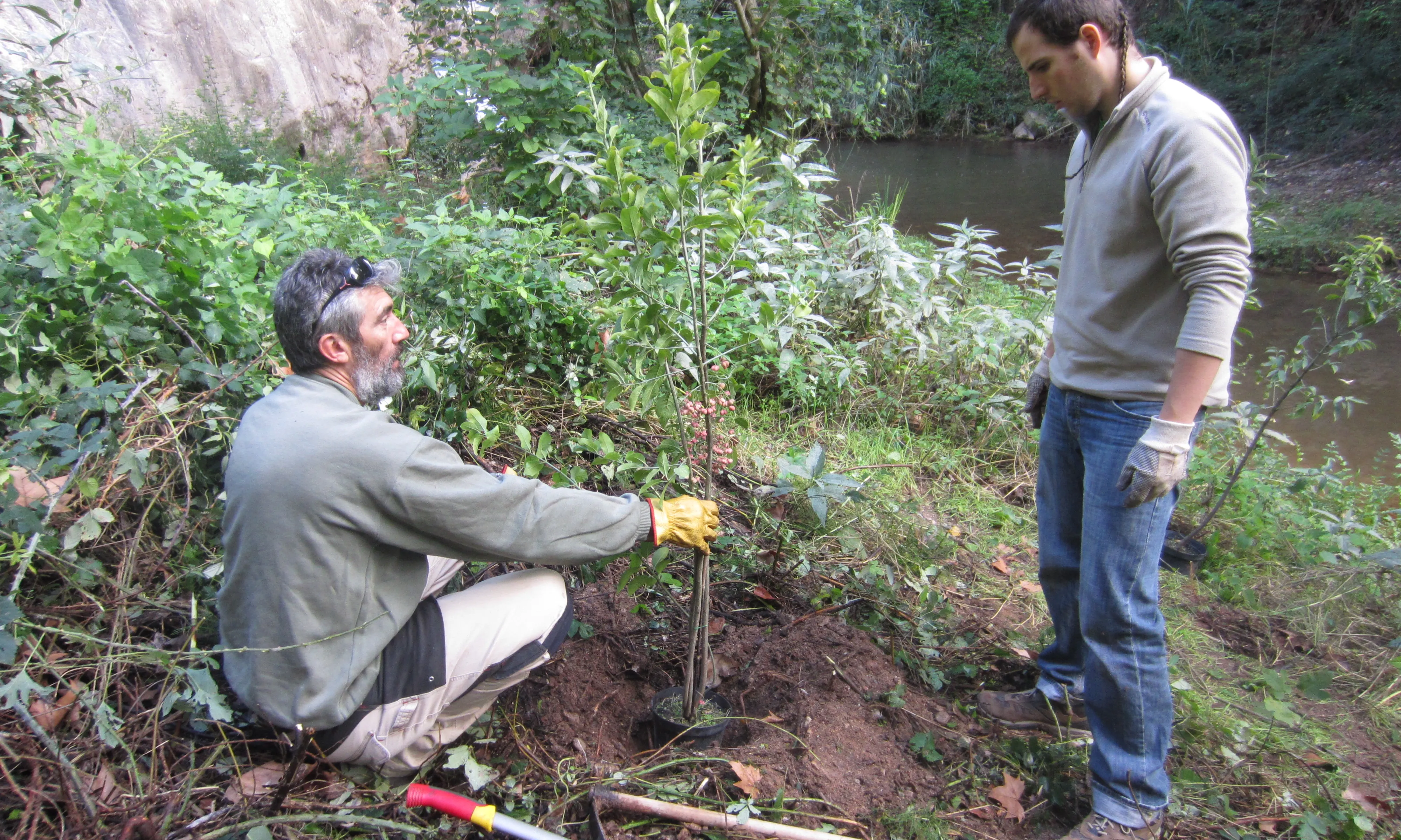 Plantació d'arbusts al gorg de Can Noguera