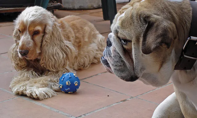 Conflicte. Font: art_es_anna (Flickr)