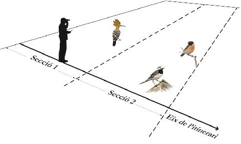  S'identifiquen i compten tots els ocells que es veuen al llarg de 3km