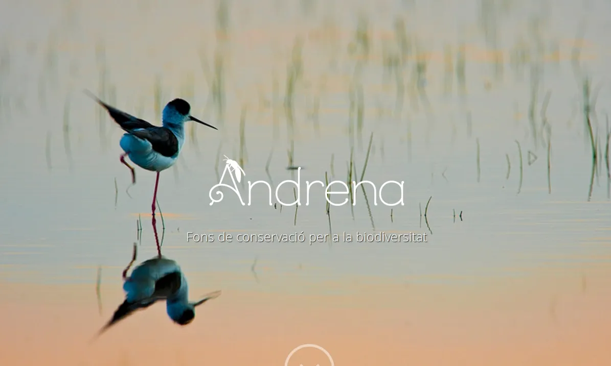 Web d'Andrena