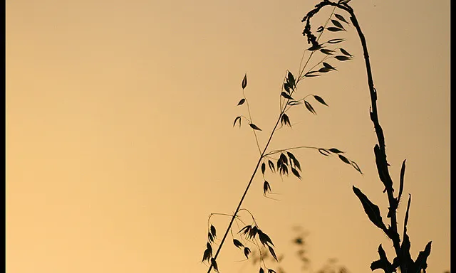 Herbes abraçant-se_dayangchi_Flickr