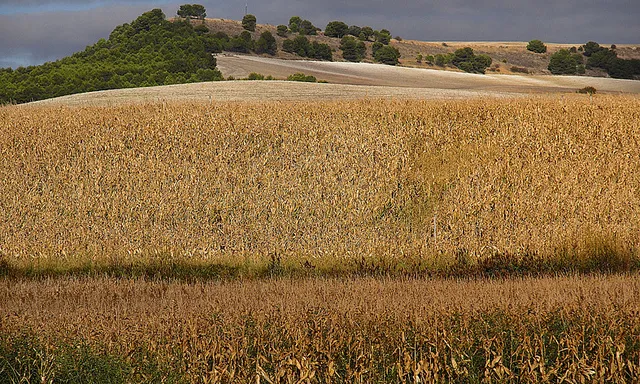 Camp de blat_titoalfredo_Flickr