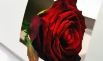 El Mercat Social et portarà la rosa natural allà on vulguis el dia 23 al matí