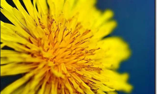 Flor. Voluntariat social. Font: _Hadock_ a Flickr Flor. Voluntariat social. Font: _Hadock_ a Flickr