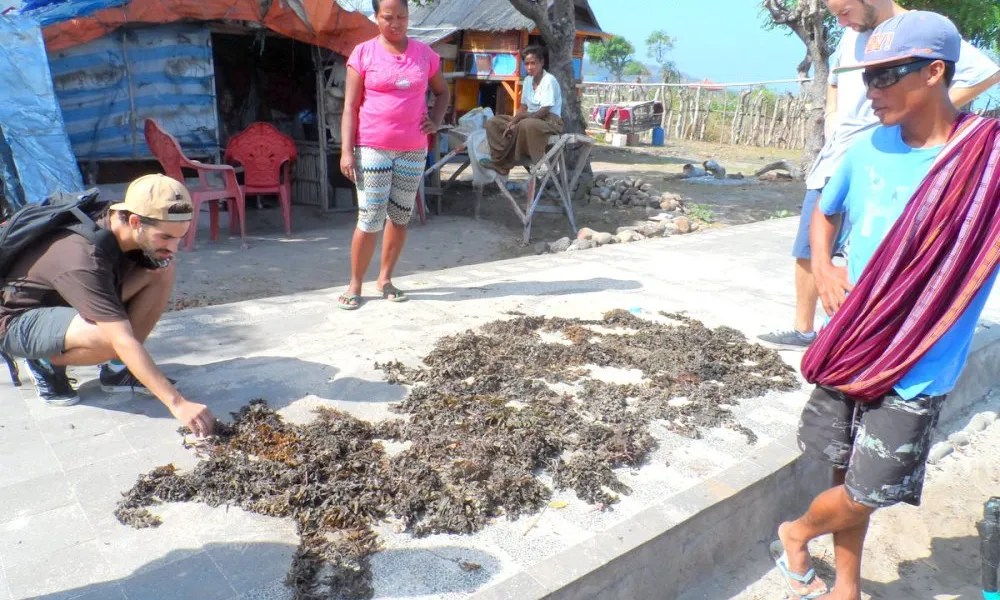 Primeres trobades amb les persones i el sistema agrícola de Sumbawa