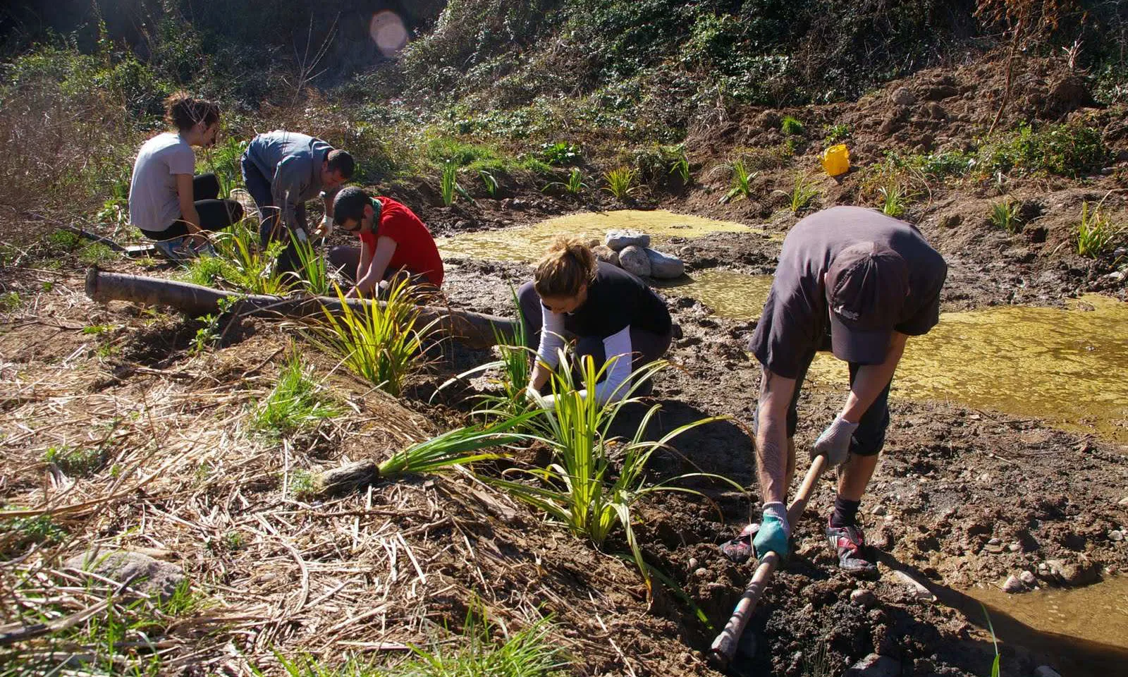 Joves en un projecte de voluntariat ambiental.