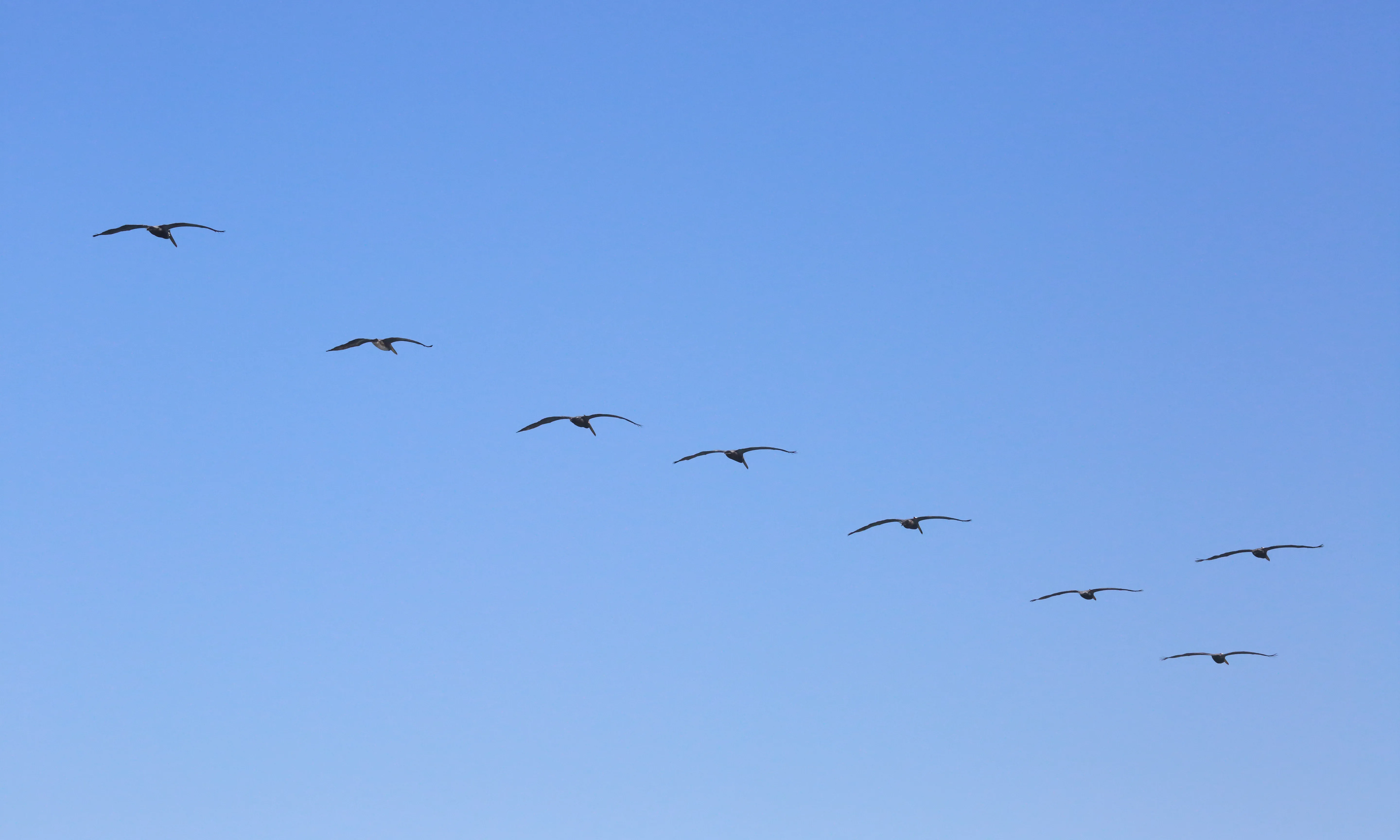 Ocells volant en grup. Cooperació_Don McCullough_Flickr