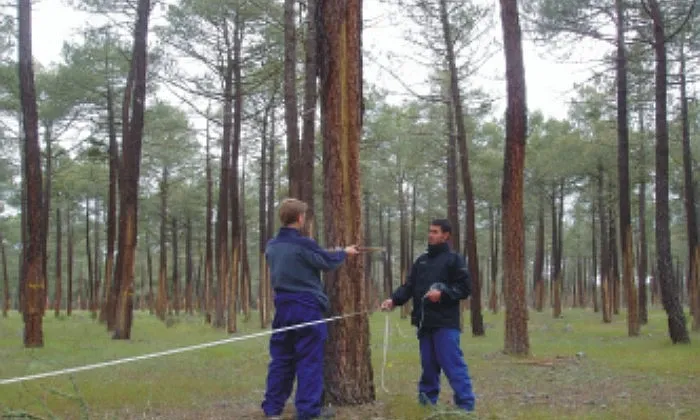 Tasques de gestió forestal (imatge; gestioforestal.net)