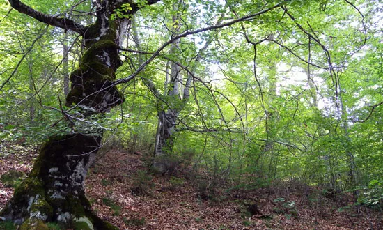 Bosc natural ben gestionat (imatge: menfri.eu) 