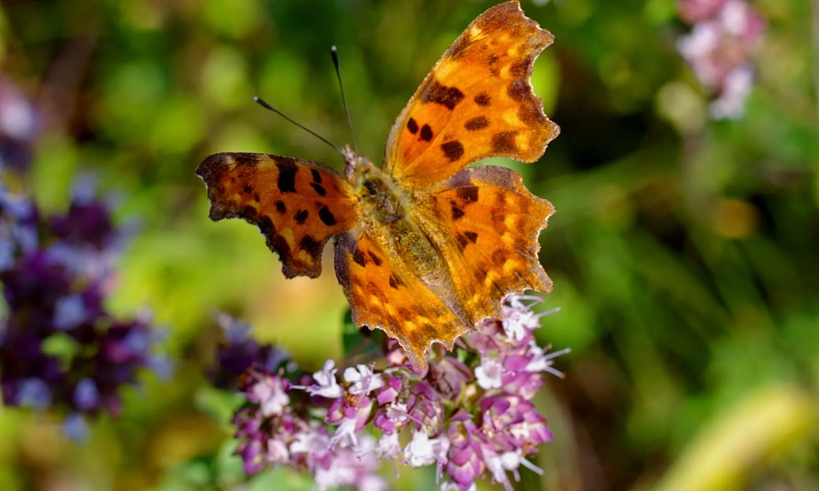 Papallona  c.blanca (imatge:plld,cat)