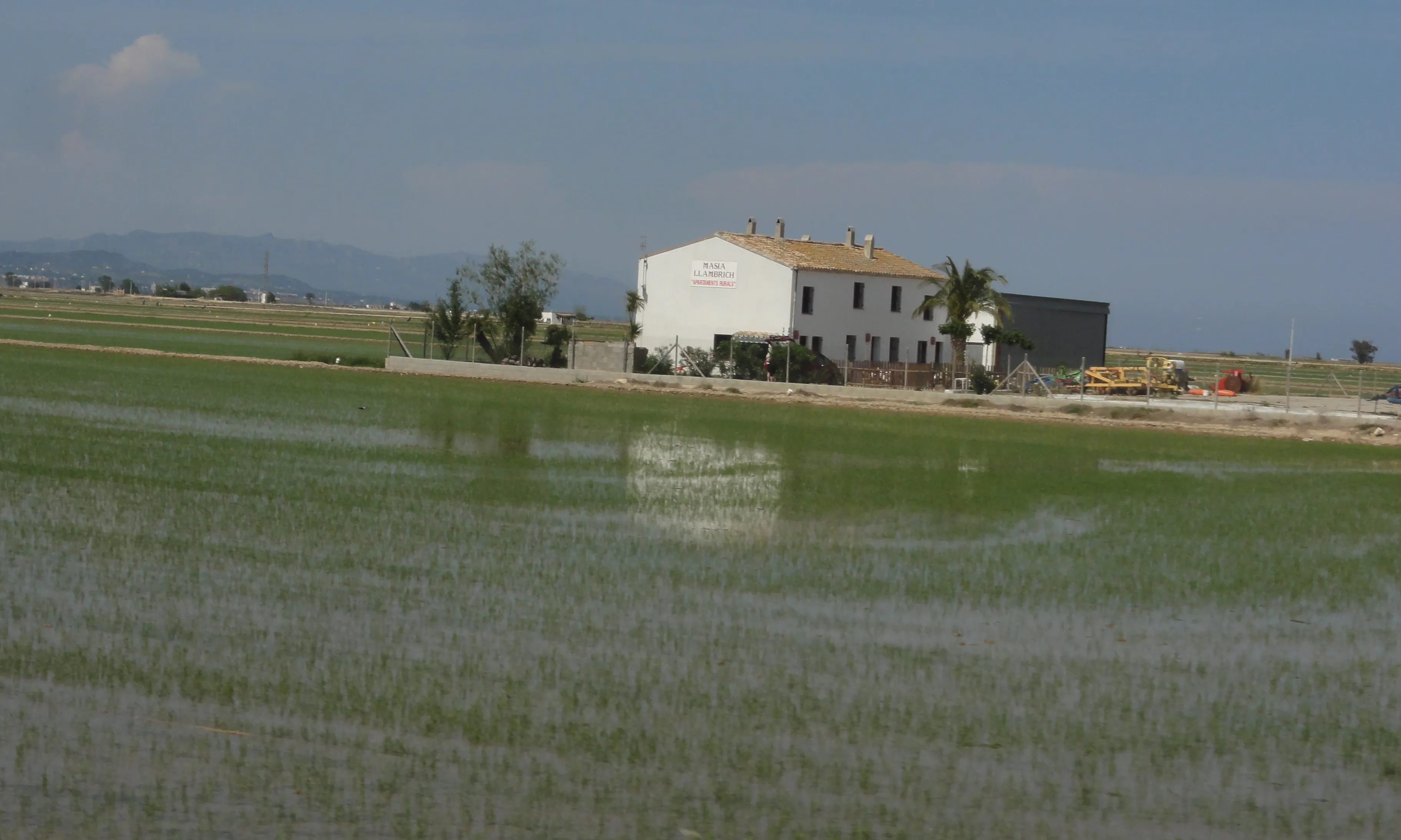 Arrossar al Delta de l'Ebre amb construcció típica de la zona (imatge: flickr.com/diluvi)