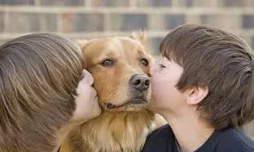 Suport emocional en animals de companyia (imatge; fundacion-affinity.com)