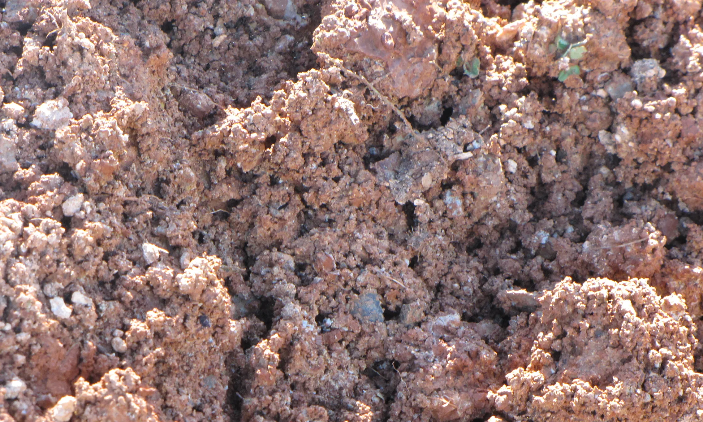 Estat de la terra on s'han de plantar les llavors  (Font: Hort social URV)