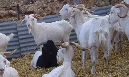La Cabra Catalana és una de les races autòctones de les Terres de Lleida (imatge: culturestrobades.cat)