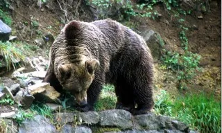 Ipcena, l'entitat impulsora de la Fira, treballa donar a conèixer els óssos i afavorir la seva conservació, com a espècie indicadora de la qualitat ambiental dels Pirineus (imatge:Ipcena.org).