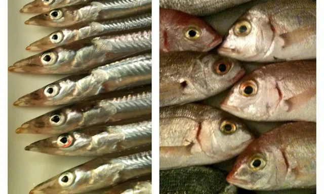 Les espècies, les àrees i les tècniques de pesca són elements clau de la pesca sostenible (imatge:submon.org)