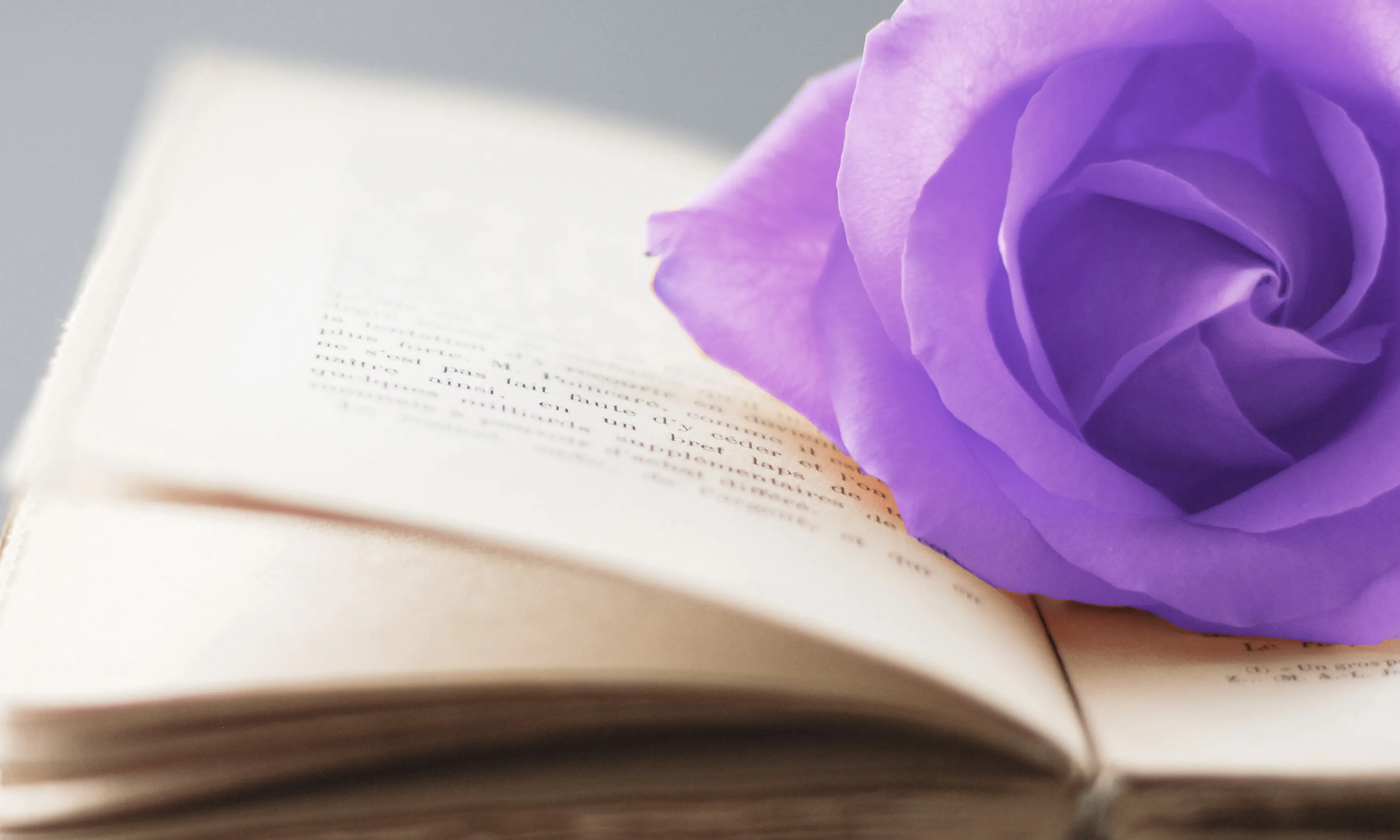 Llibre amb una rosa lila. Font: Plataforma unitària contra les violències de gènere