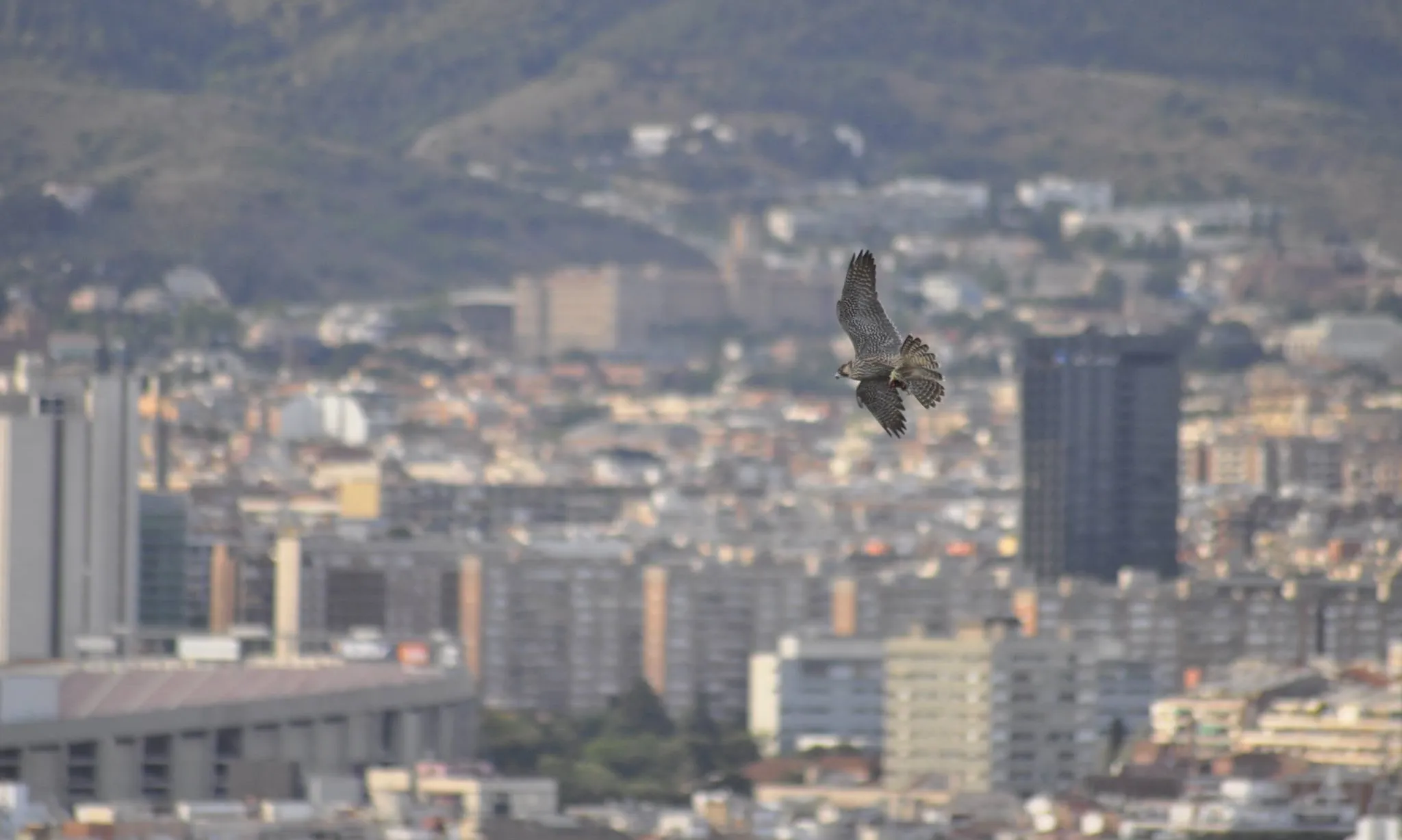 Falcó sobrevolant Barcelona (imatge: Falcons Urbans)