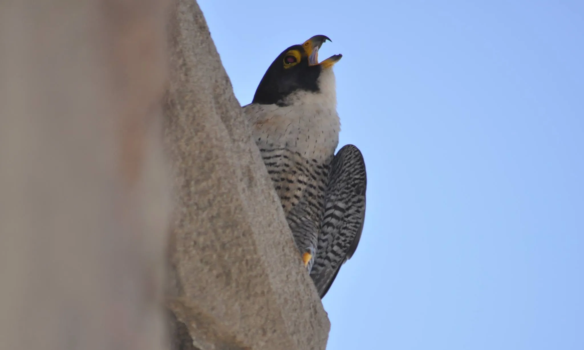 Falcó a la ciutat (imatge: Falcons Urbans)