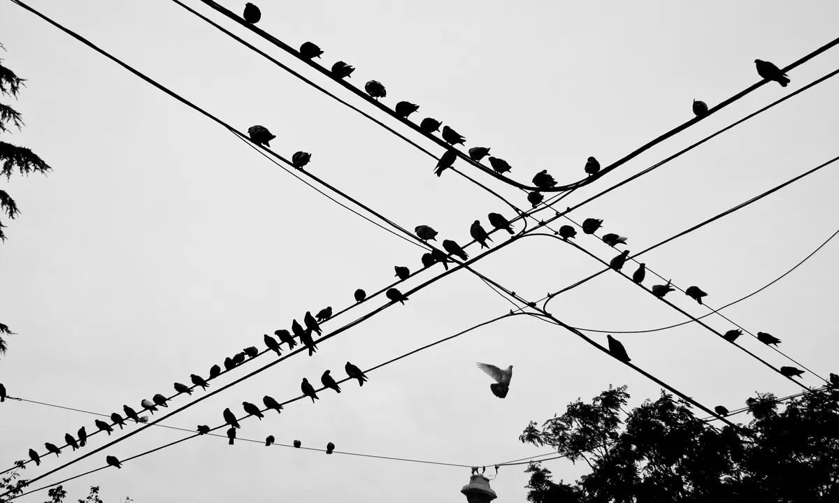 Ocells. Trànsit_Federico Casares_Flickr