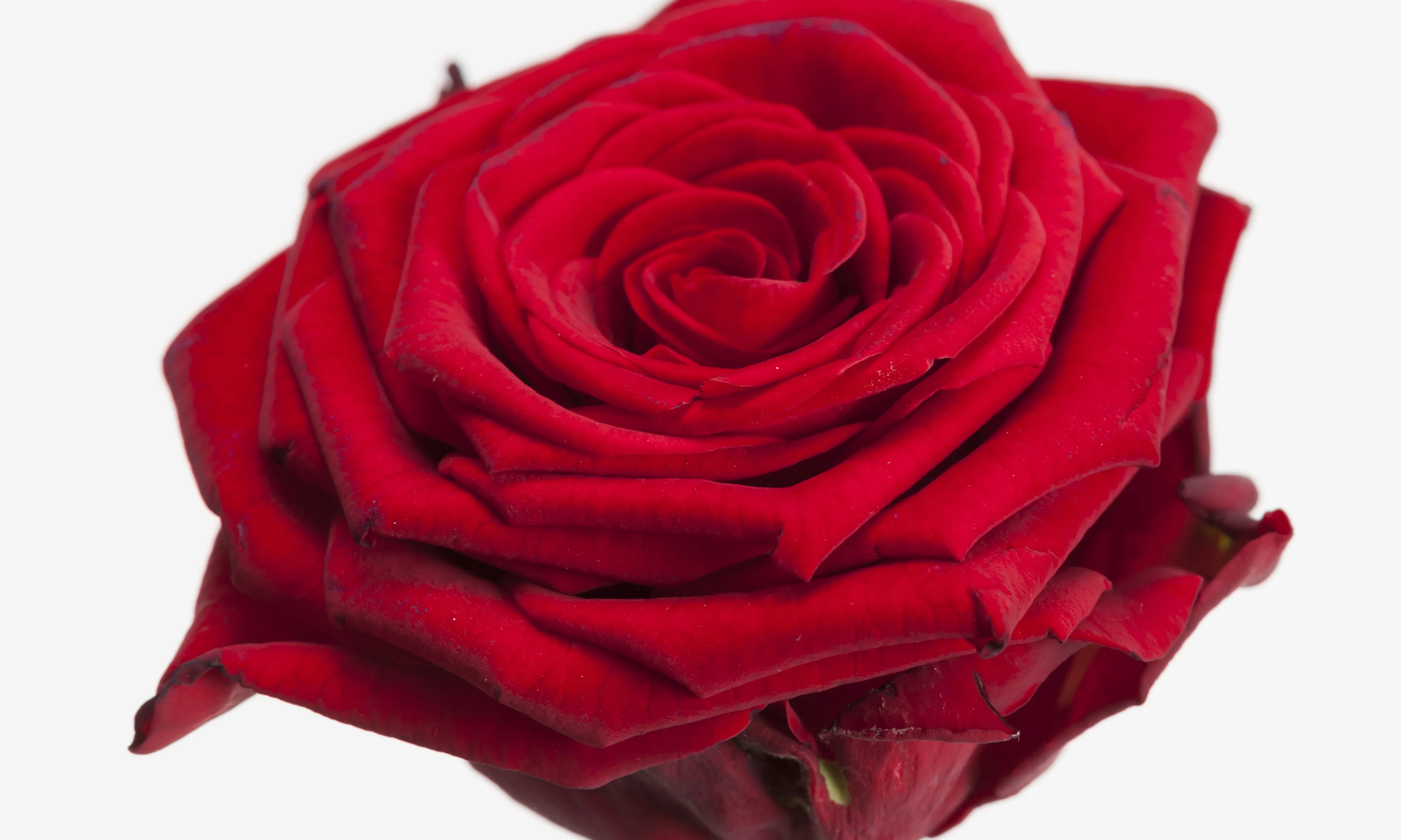 La rosa natural s’entrega el 23 d’abril